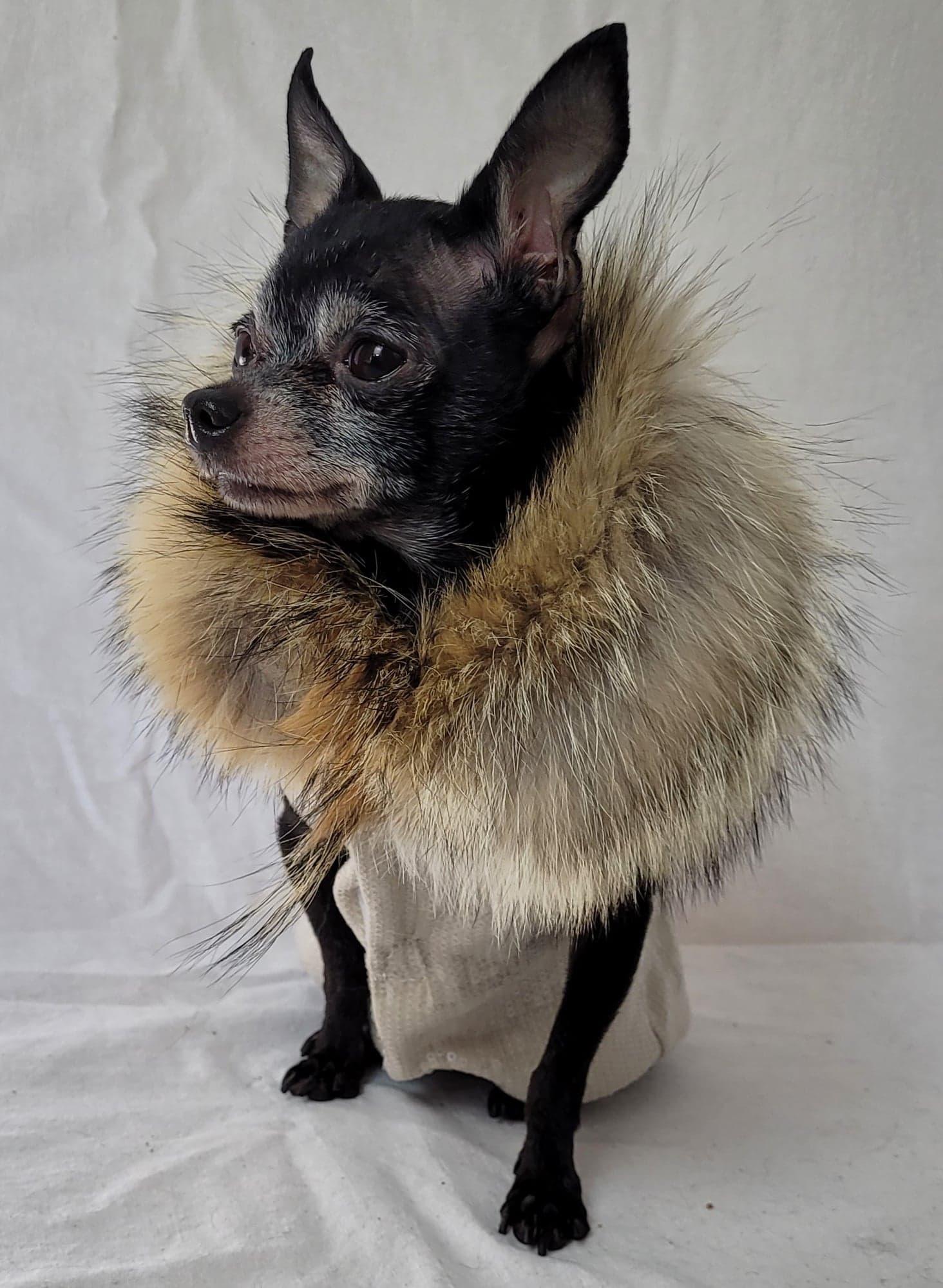 manteau de chien - Isadora & Cie